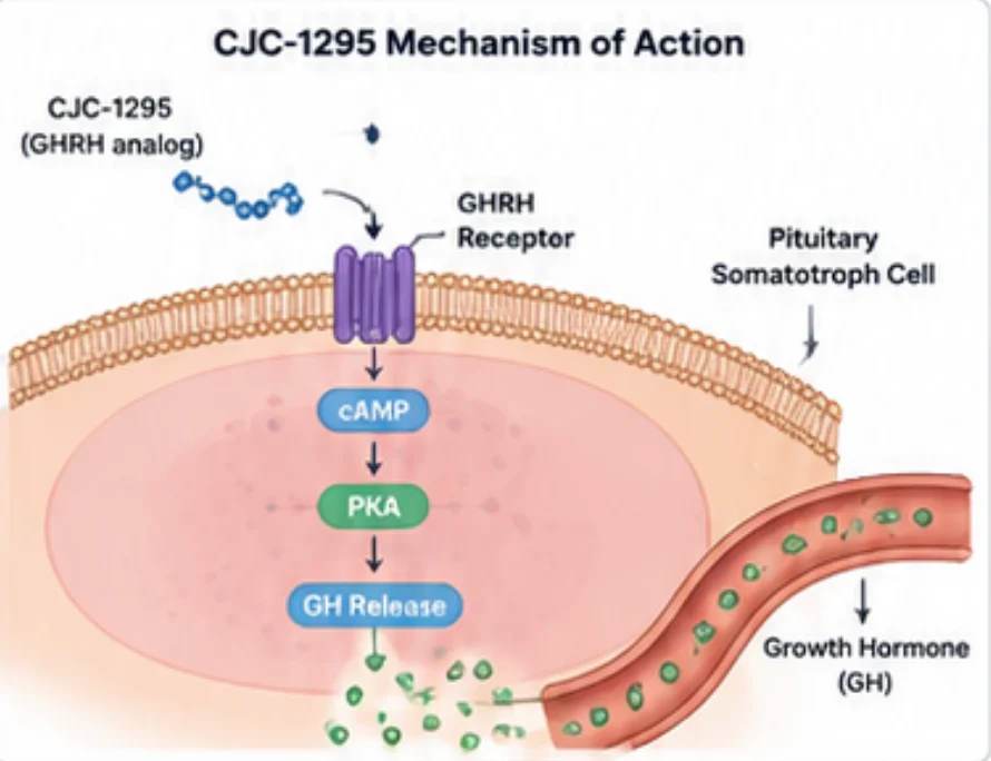CJC-1295 (DAC and No-DAC / Modified GRF 1-29)