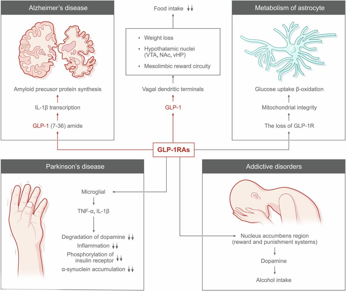 Overview of GLP-1 receptor agonist effects across neurological and metabolic systems